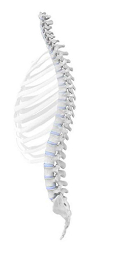 Lateral view of a human spine and ribcage anatomy.